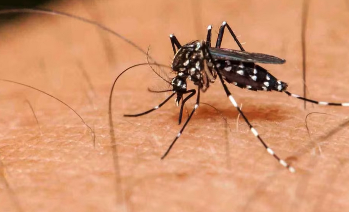 Comunicaron el primer caso de dengue de la temporada
