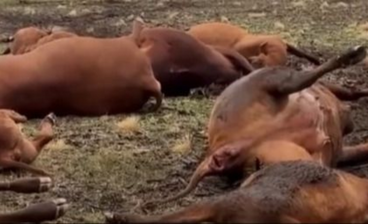 Video: un rayo fulminó a 13 animales en un campo de Catriló