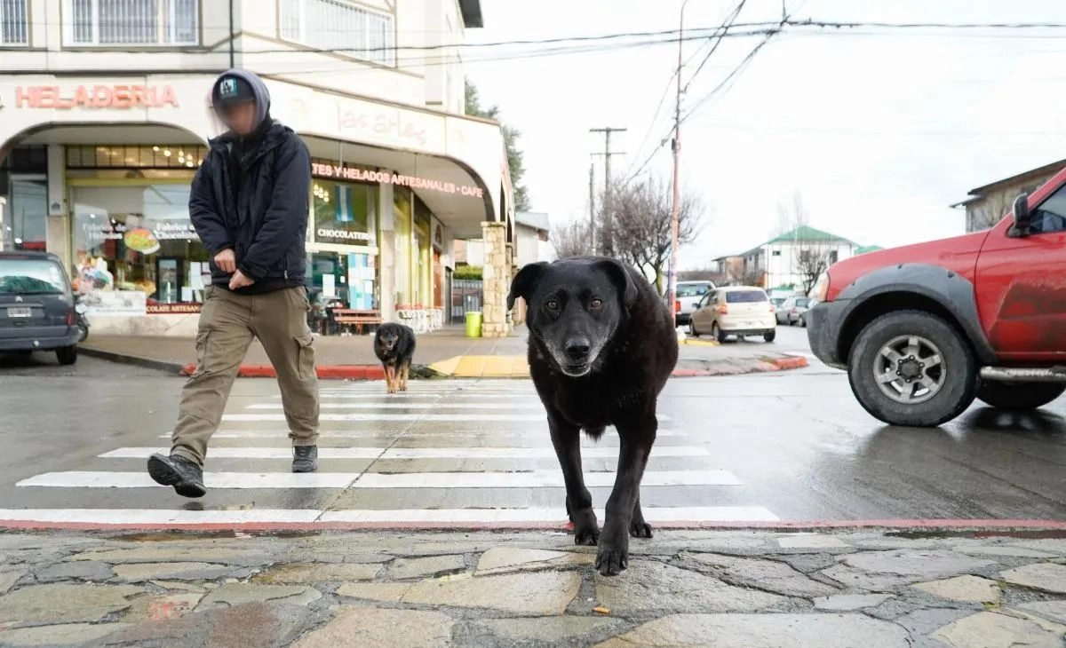 Buscan aumentar las sanciones por perros sueltos en la vía pública