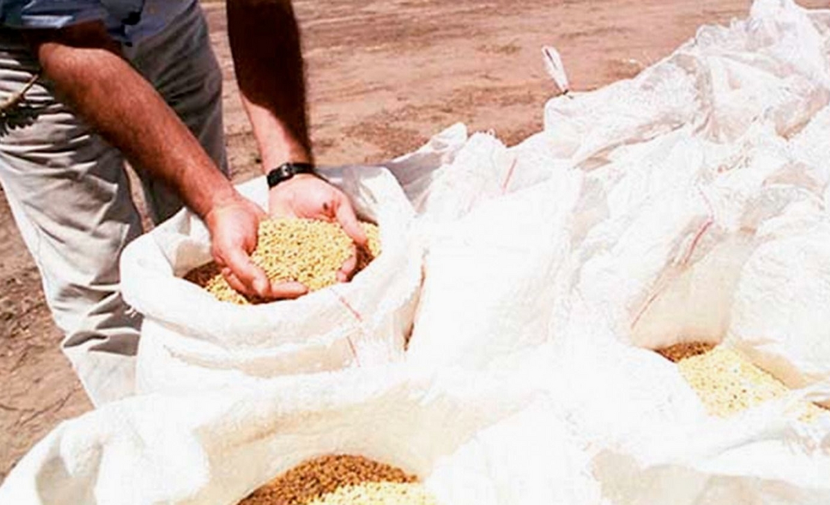 La Pampa ocupa el quinto lugar en producción de semillas